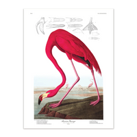 AMERICAN FLAMINGO | 30x40cm